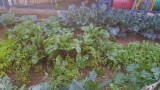 ירקות-בגינה-של-מעון-מעלות