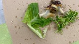 jlm-snails1